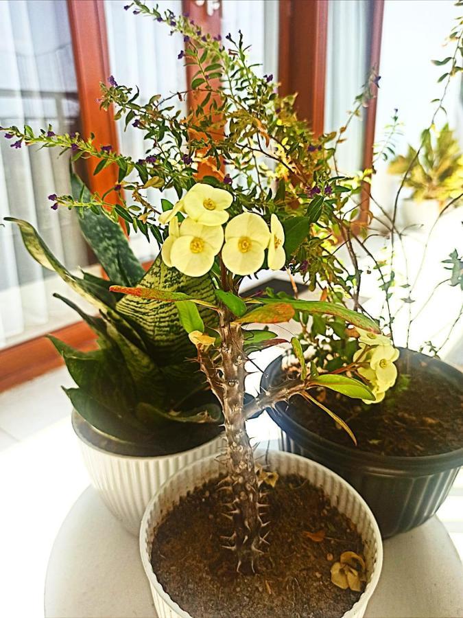 Loka Anyar Guest House Kerobokan  Ngoại thất bức ảnh